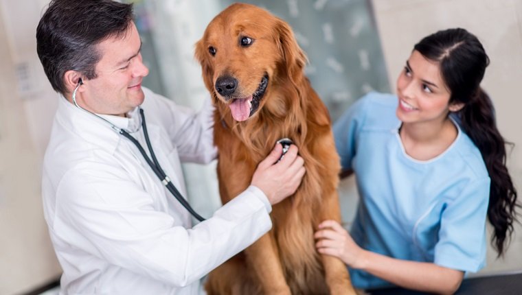 Friedlicher Hund beim Tierarzt mit zwei Ärzten