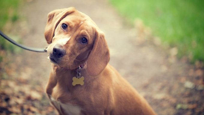 Hund mit großen Ohren, hat möglicherweise eine Ohrenentzündung