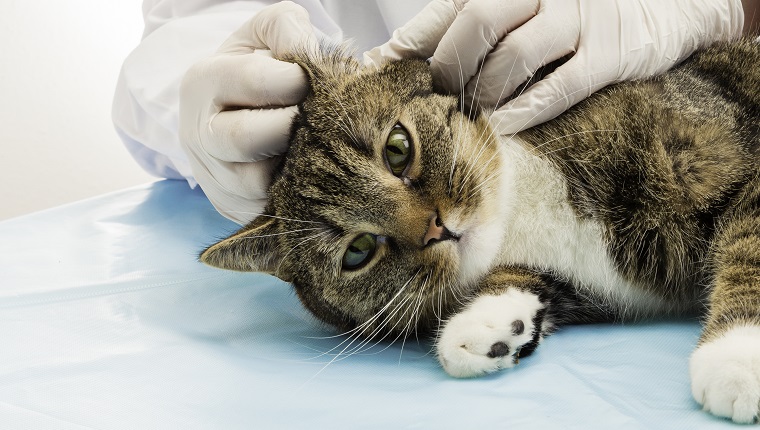Tierarzt bei der Behandlung von Ohrmilben bei Tigerkatzen