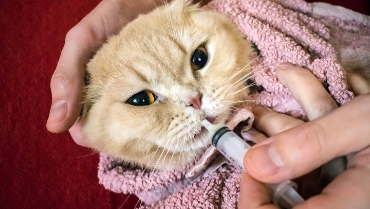 Wie man einer Katze flüssige Medizin gibt, möglicherweise Orbax. Möglichkeiten, einer Katze eine Pille zu geben. Die Hand eines Mannes gibt einer schottischen Katze, die in ein Handtuch gewickelt ist, ein Medikament in einer Spritze. Tropfer oder Spritze für flüssige Medikamente für Tiere. Selektiver Fokus