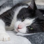 Beautiful young green eyes mixed breed cat warms under black, gray and white tartan plaid in cold winter weather. Pets care concept. Animal indoor in home or hotel bedroom. Copy space empty for text.
