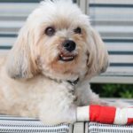 Injured Shih Tzu wrapped by red bandage on front leg