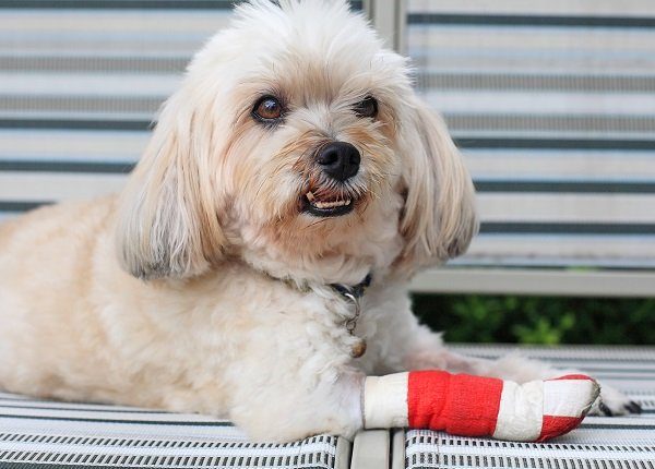 Injured Shih Tzu wrapped by red bandage on front leg