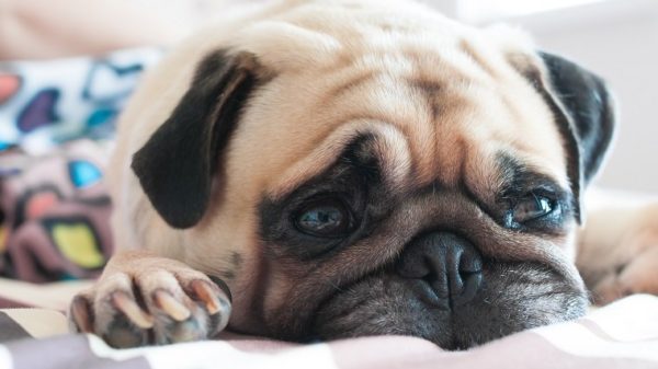 Close up face of Cute pug puppy dog sleeping rest relax on the bed