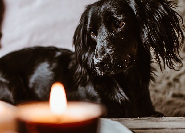Close-Up Portrait Of Dog Resting Against Illuminated Candle