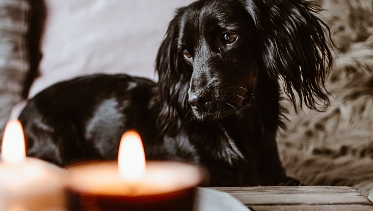 Nahaufnahme-Porträt des Hundes, der gegen beleuchtete Kerze ruht