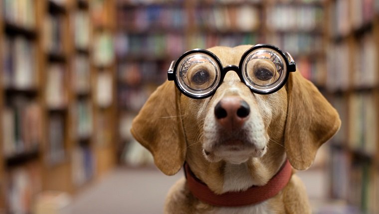 Librarian dog