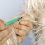 Extraccion de sangre a un perro pequeño