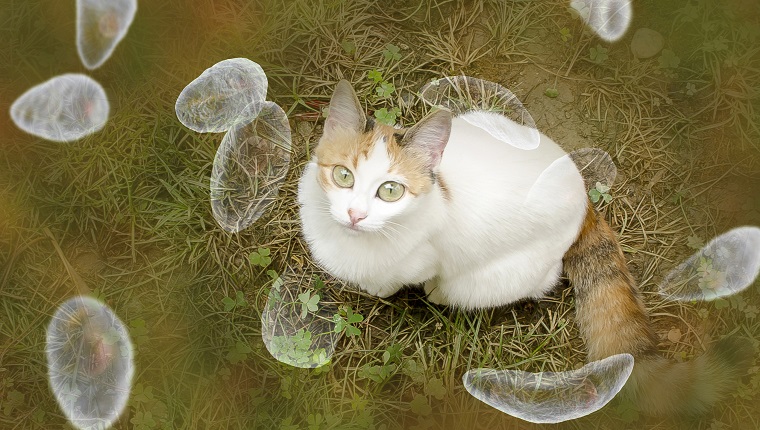 Konzeptionelles Bild des Toxoplasma gondii-Bewusstseins. 3D-Darstellung, die Toxoplasma gondii-Tachyzoiten und die Katze zeigt, die der endgültige Wirt von Parasiten ist