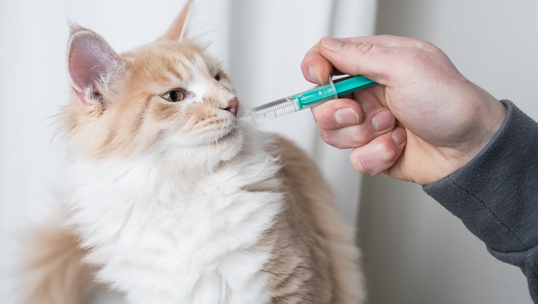cremefarbene Maine Coon Katze bekommt Medikamente, möglicherweise Veraflox, mit einer Spritze in den Mund