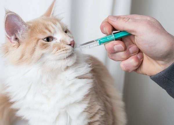 cream colored maine coon cat getting medication, possibly Veraflox, into mouth with syringe