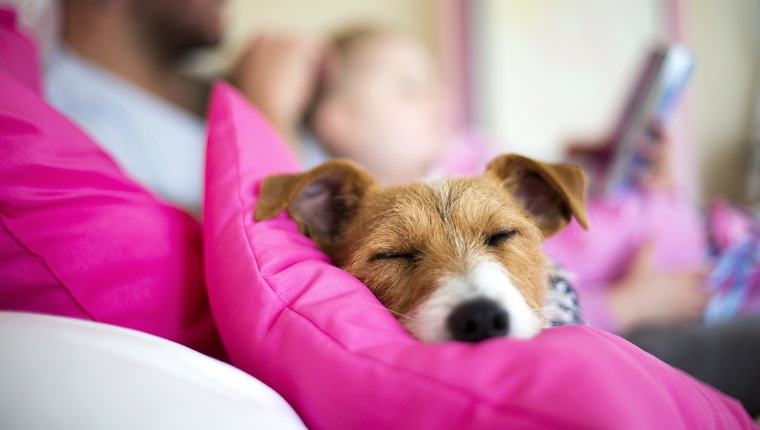 Bequemer Hund, der auf einem schlafenden Bett liegt. Ein Vater liest seiner Tochter im Hintergrund eine Gutenachtgeschichte vor. Der Fokus liegt auf dem Gesicht des Hundes.