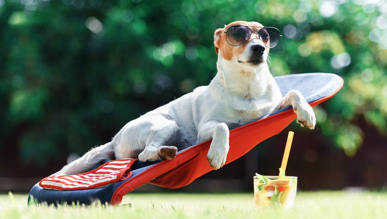 Jack Russell Terrier Hund liegt auf einem Liegestuhl mit Sonnenbrille. Entspannungs- und Urlaubskonzept