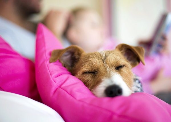 Comfortable dog lying on a bed sleeping. A father is reading a bedtime story to his daughter in the background. Focus is on the dogs face.