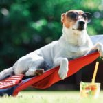 Jack russel terrier dog lies on a deck-chair in sunglasses. Relax and vacation concept