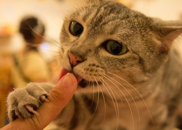 Cat liking human finger.
