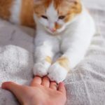 Friendship between human and cat. Paws are on the hand
