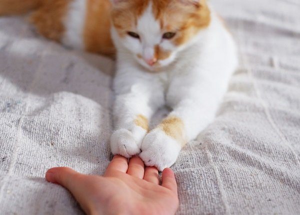Friendship between human and cat. Paws are on the hand