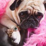 Puk Pukster the Pug is displaying her new piece of bling. (