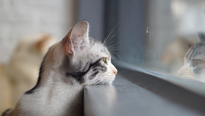 Katze mit Kopf auf Fensterbank schaut hinaus