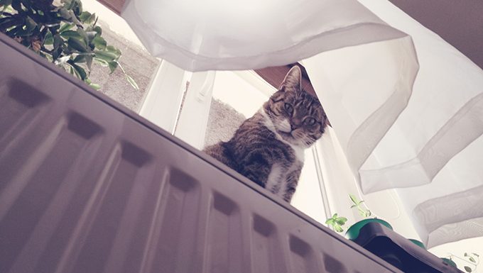 Unteransicht der Katze auf Fensterbank