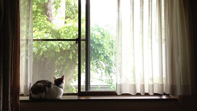 below view of cat on window ledge