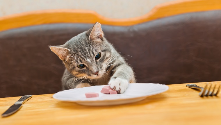 junge Katze, die Nahrung vom Küchenteller isst. Fokus auf Katze