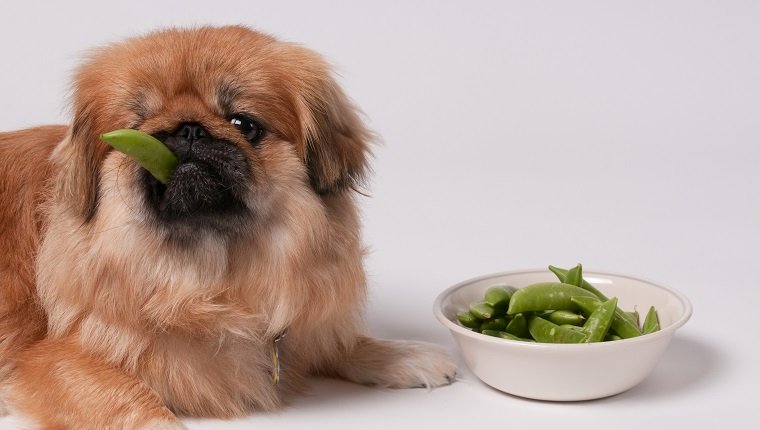 Hund, der Gemüse isst