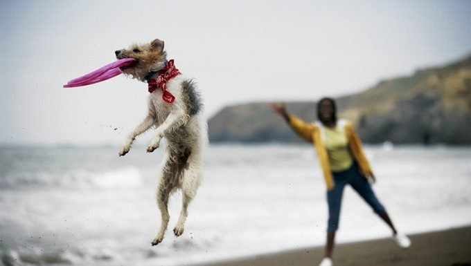 Hund spielt Frisbee