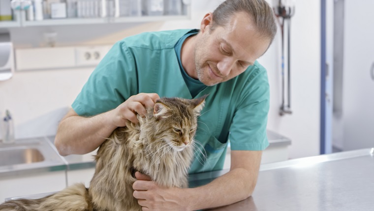Männlicher Tierarzt streichelt Maine Coon Katze, die auf seinem Untersuchungstisch im Büro sitzt.
