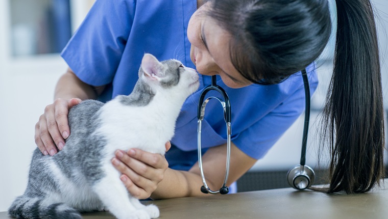 Ein Tierarzt und eine Katze sind drinnen im Büro des Tierarztes. Der Tierarzt untersucht eine süße Katze während einer Untersuchung.