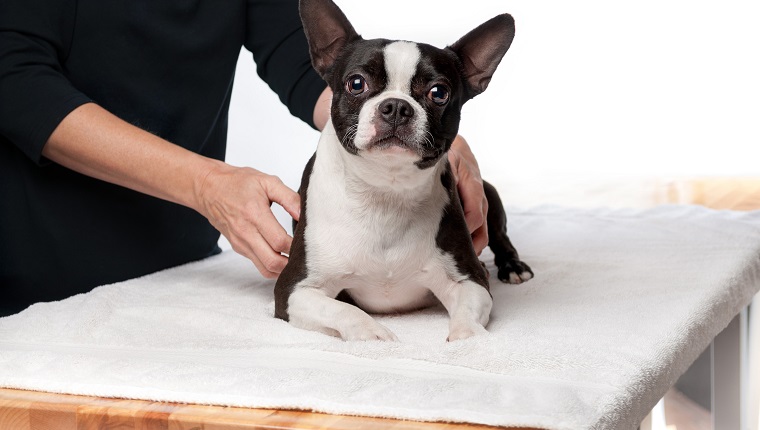 Der 3-jährige Boston Terrier liegt auf einem Massagetisch und erhält eine therapeutische Massage.
