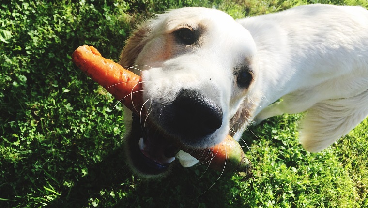 Rohes und leicht gedämpftes Gemüse für Ihren älteren Hund