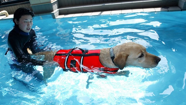 TOKYO - 4. MAI: Ein Hund erhält eine Schwimmtherapie im Oedo Resort and Spa am 4. Mai 2004 in Tokio, Japan. Japan hat einen langen Urlaub (vom 1. bis 5. Mai) und einige Tierhalter lassen ihre Tiere im Spa. Das Spa bietet unter anderem Schwimmtherapie und Aromatherapie. (Foto von Koichi Kamoshida / Getty Images)