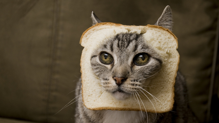 Katze mit Brot auf dem Kopf