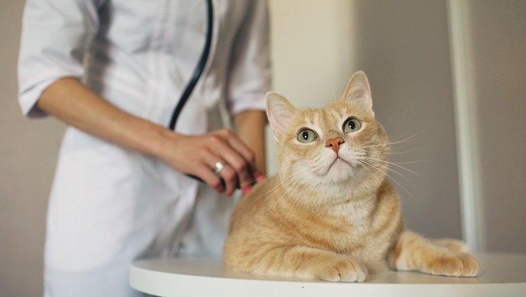Nahaufnahme der tierärztlichen Frau mit Stethoskop, das Katze im medizinischen Tierarztbüro untersucht