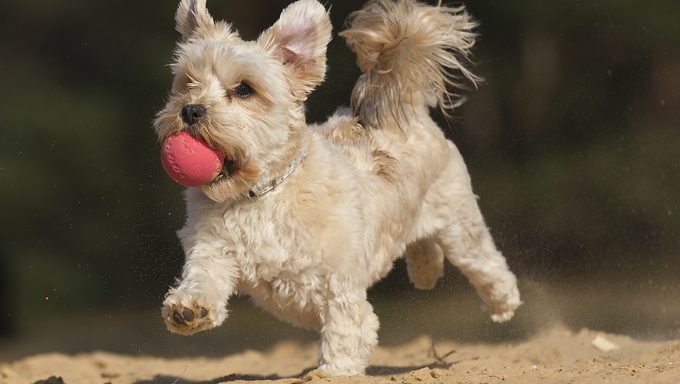 Hund mit Ball läuft auf Sand