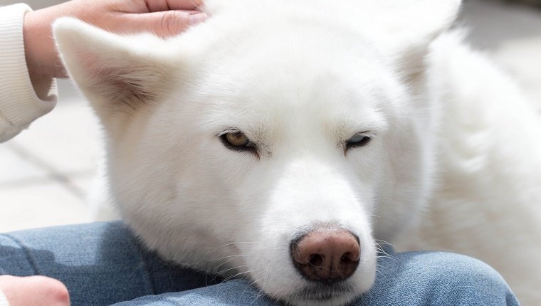 Ohrmassagen machen Ihren Hund hoch auf Liebe