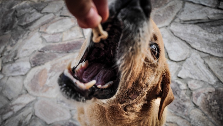 Versuchen Sie, Ihren Hund von Hand zu füttern