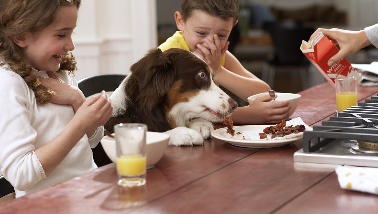 Hund frisst Fetzen vom Teller zwischen Kindern (6-8) am Küchentisch