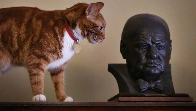 Jock: Winston Churchills Katze