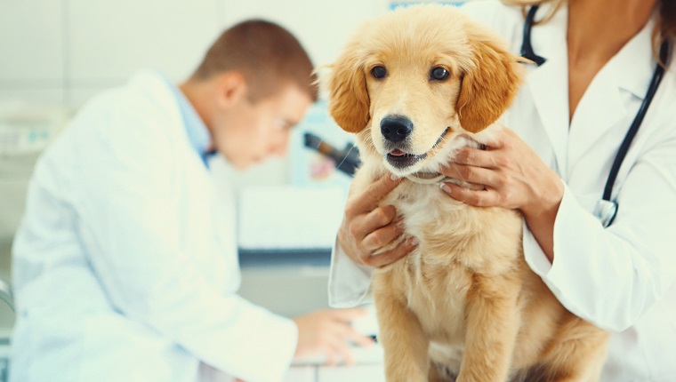 Nahaufnahme des gesunden Golden Retriever-Welpen auf Untersuchungstisch im Büro des Tierarztes. Der Hund ist glücklich und eifrig nach Hause zu gehen. Einer der Tierärzte hält den Hund mit einem Mikroskop im Hintergrund, während der andere im Hintergrund ist.