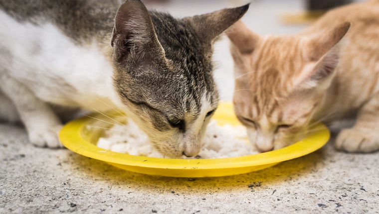 Zwei Katzen, die zusammen mit demselben Gericht auf dem Boden essen