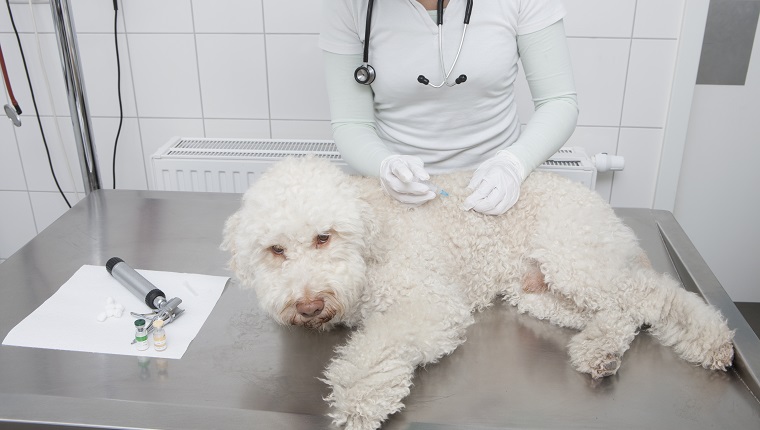 Mittelteil des Tierarztes injizierenden Hundes in der medizinischen Klinik