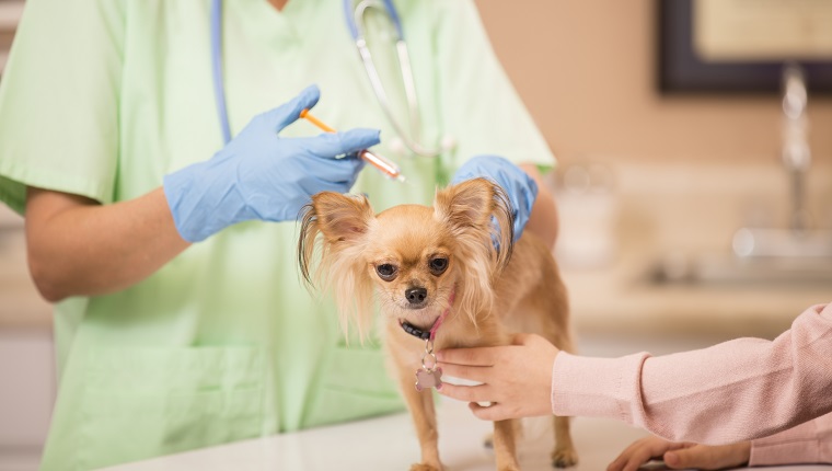 Der süße Chihuahua-Hund bekommt Liebe und Zuneigung, als sie ihren jährlichen Tierarzt-Check von einer freundlichen Ärztin bekommt. Sie bekommt ihre jährlichen Impfungen. Ihr kleines Haustier tröstet sie während der Prüfung. Arztpraxis oder Tierklinik.