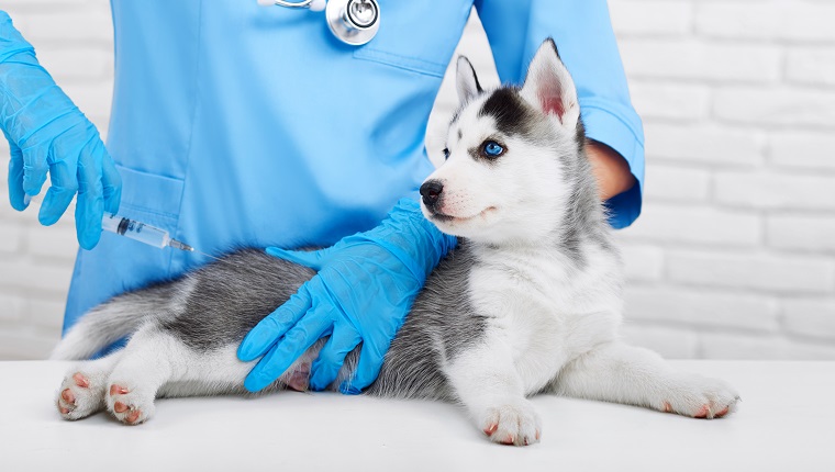 Beschnittener Schuss eines niedlichen kleinen Siberian Husky-Welpen, der durch ein Berufskonzept des Tierarztes des professionellen Tierarztes geimpft wird.