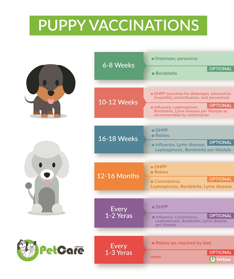 ein Impfplan für Welpen und Hunde