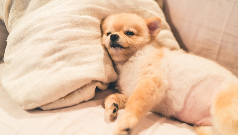 Netter pommerscher Hund, der auf Kissen auf Bett, mit Kopienraum schläft