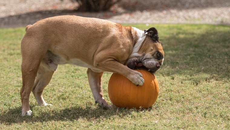 Bulldogge arbeitet hart, um einen Kürbis zu essen