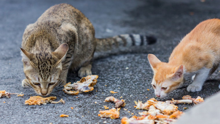 Katzen essen Huhn auf dem Bürgersteig